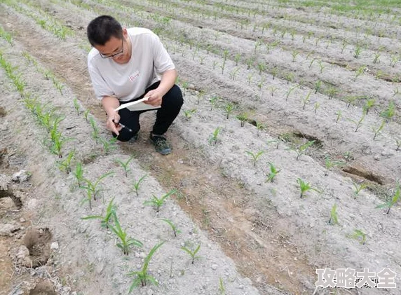 独家爆料！植物大战僵尸杂交版冒险模式71关高效通关策略详解