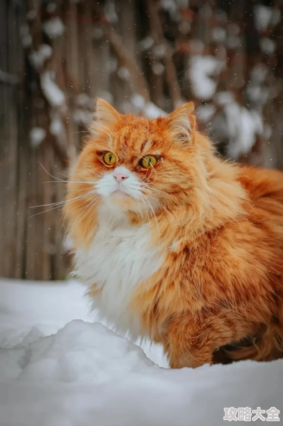 桃源深处有人家雪景喵趣深度玩法解析：猫咪趣事全收集与攻略指南